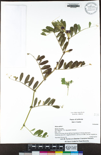 Vicia sativa image