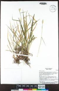 Phalaris aquatica image