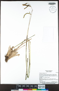 Paspalum dilatatum image