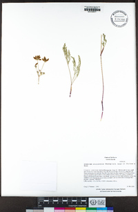 Lomatium utriculatum image