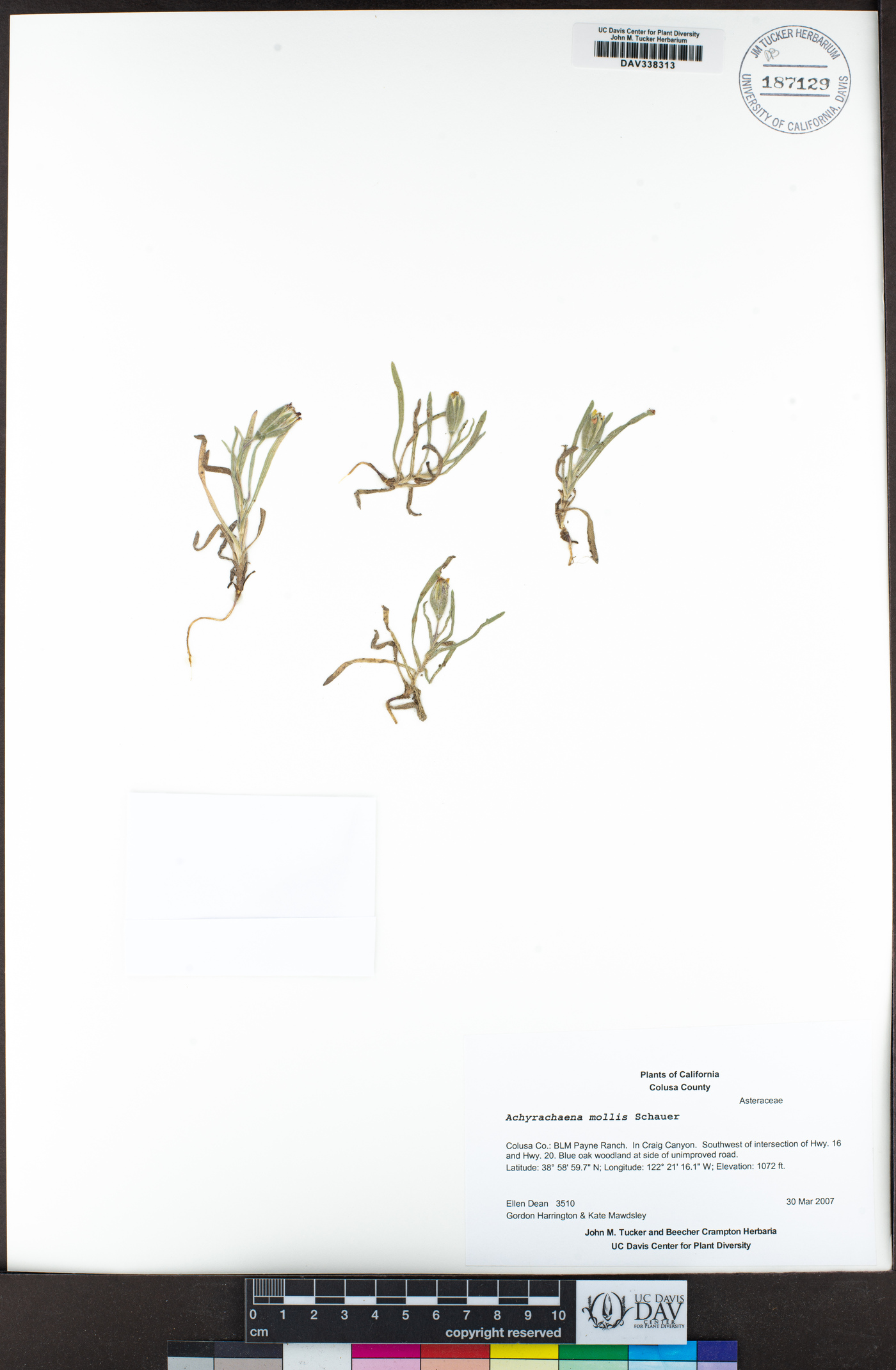 Achyrachaena image