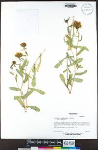 Grindelia camporum image