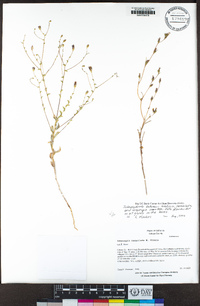 Lessingia ramulosa image