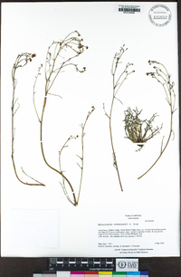 Malacothrix clevelandii image