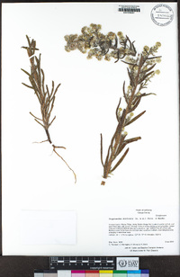 Cryptantha muricata image