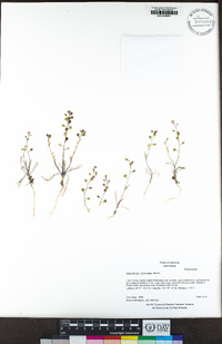 Lepidium nitidum image