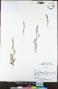 Image of Dianthus nudiflorus