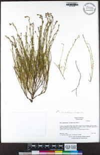 Crocanthemum scoparium image