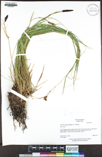 Carex serratodens image