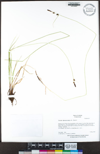 Carex serratodens image