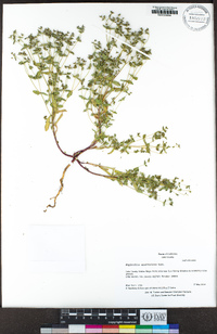 Euphorbia spathulata image