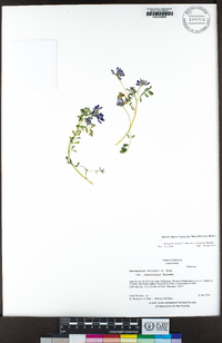 Astragalus rattanii image