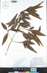 Populus angustifolia image