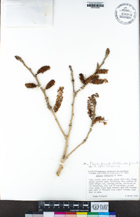 Populus fremontii subsp. fremontii image