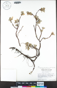 Salix brachycarpa image