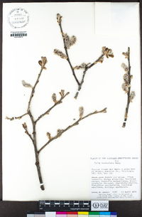 Salix hookeriana image