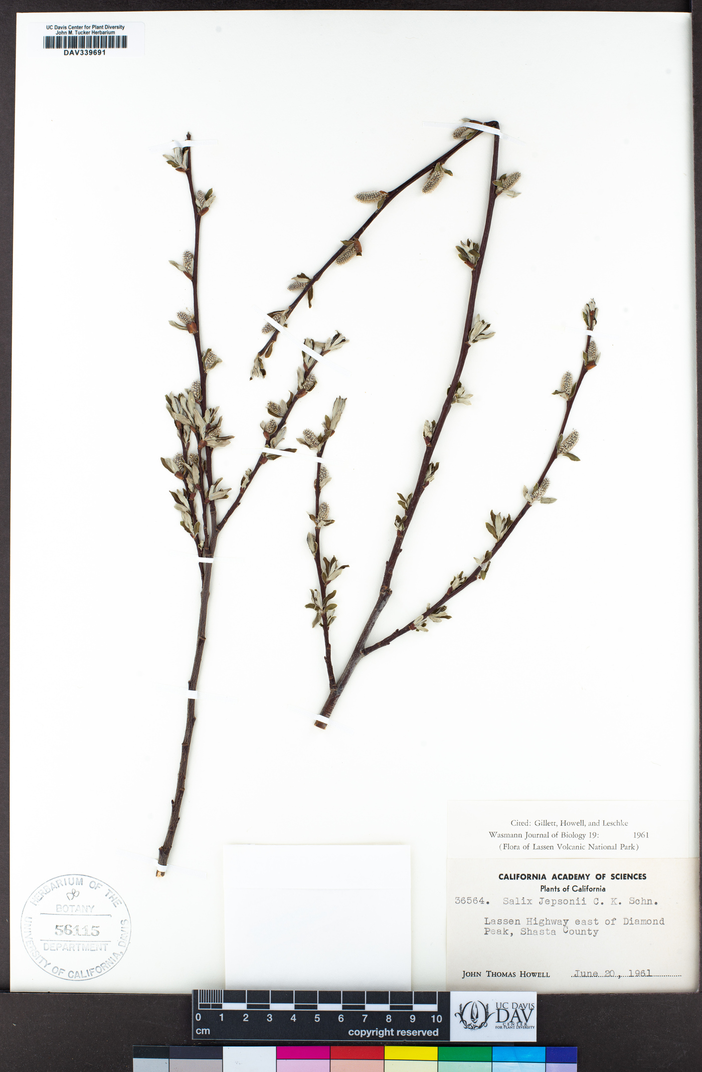 Salix jepsonii image