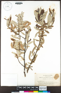 Salix jepsonii image