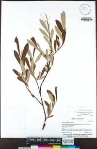 Salix jepsonii image