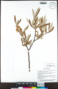 Salix jepsonii image