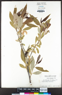 Salix laevigata image