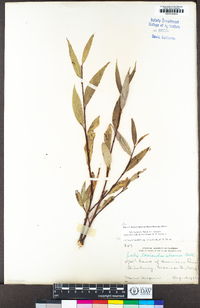 Salix lasiandra var. lasiandra image