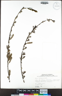 Salix lasiolepis image