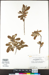 Salix lasiolepis image