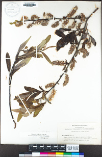 Salix lemmonii image