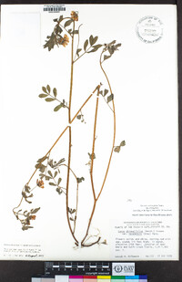 Hosackia oblongifolia var. oblongifolia image