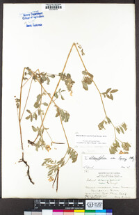 Hosackia oblongifolia image