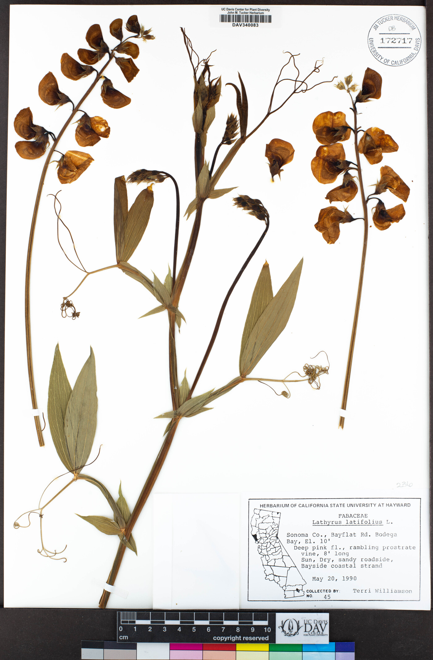 Lathyrus latifolius image