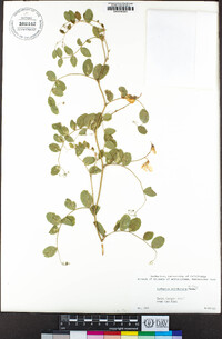 Lathyrus sulphureus image