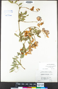 Lathyrus vestitus var. alefeldii image