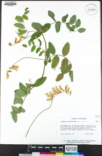 Lathyrus vestitus image