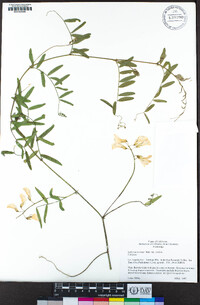 Lathyrus vestitus image