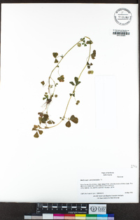 Medicago polymorpha image