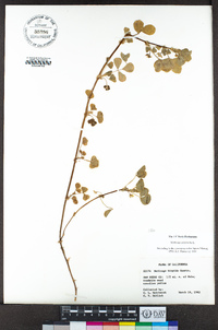 Medicago polymorpha image