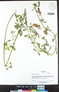 Medicago sativa image