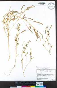 Melilotus albus image