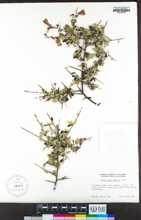 Pickeringia montana image