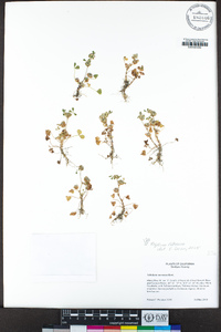 Trifolium retusum image