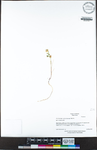 Trifolium ciliolatum image