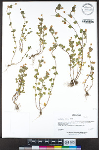 Trifolium dubium image