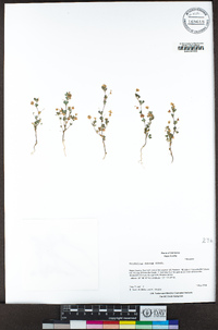 Trifolium dubium image