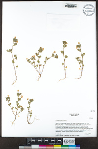 Trifolium dubium image