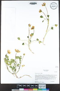 Trifolium fucatum image