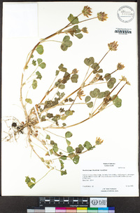 Trifolium fucatum image