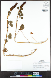 Trifolium incarnatum image