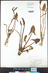 Sagittaria latifolia image